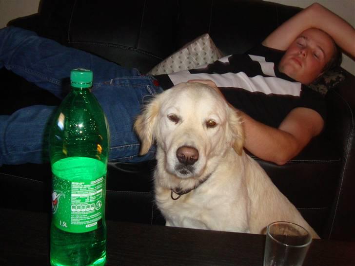 Golden retriever Laika billede 9