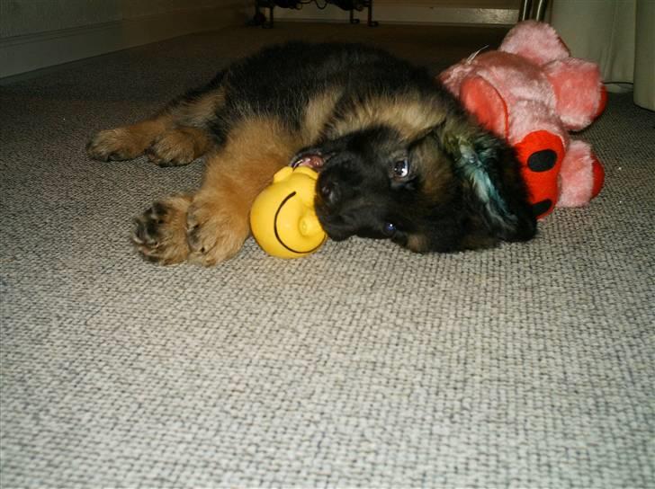 Schæferhund Micadee´s Falcon billede 1