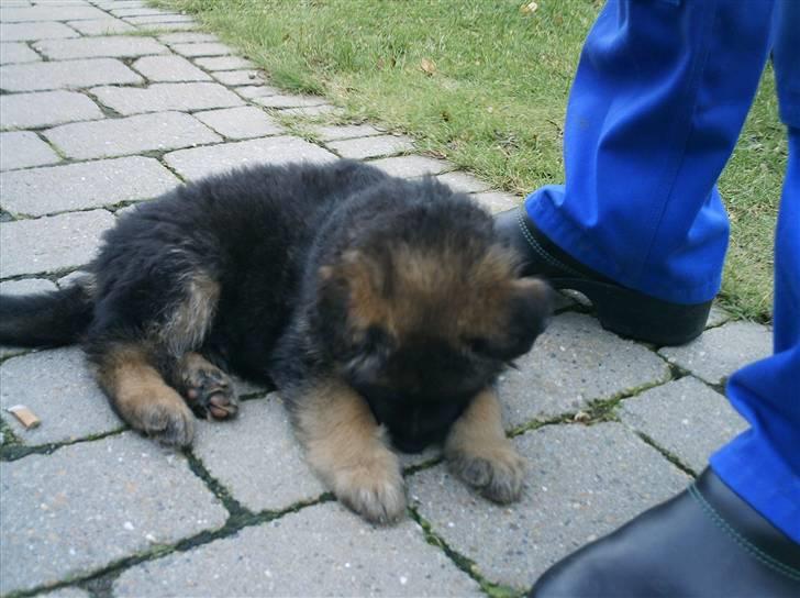 Schæferhund Micadee´s Falcon billede 2