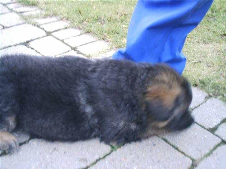 Schæferhund Micadee´s Falcon billede 3