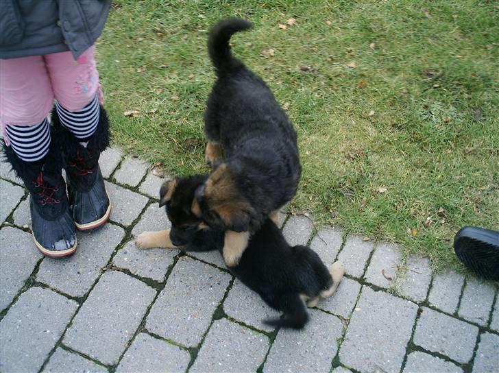 Schæferhund Micadee´s Falcon billede 4