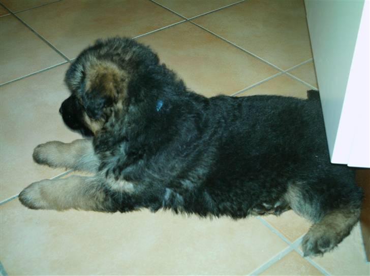 Schæferhund Micadee´s Falcon billede 5