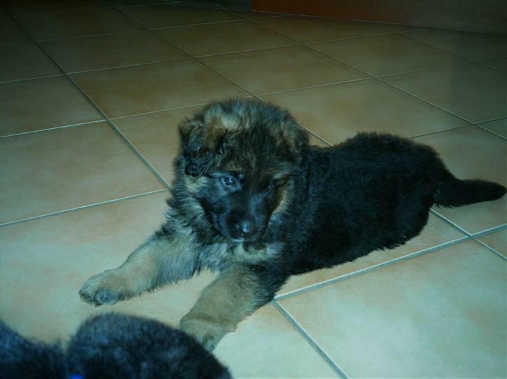 Schæferhund Micadee´s Falcon billede 6