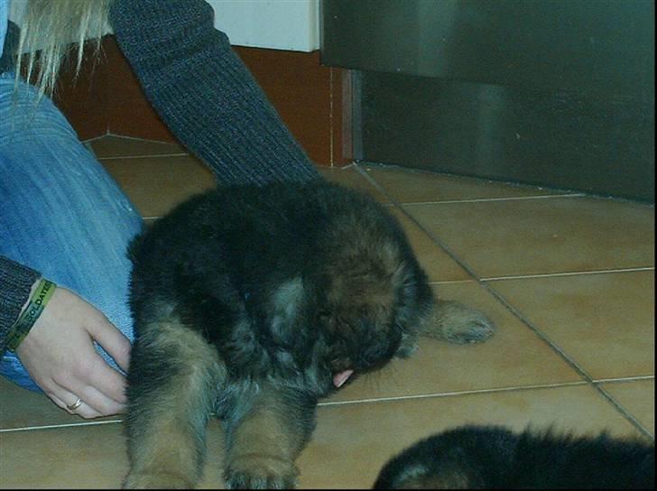 Schæferhund Micadee´s Falcon billede 7