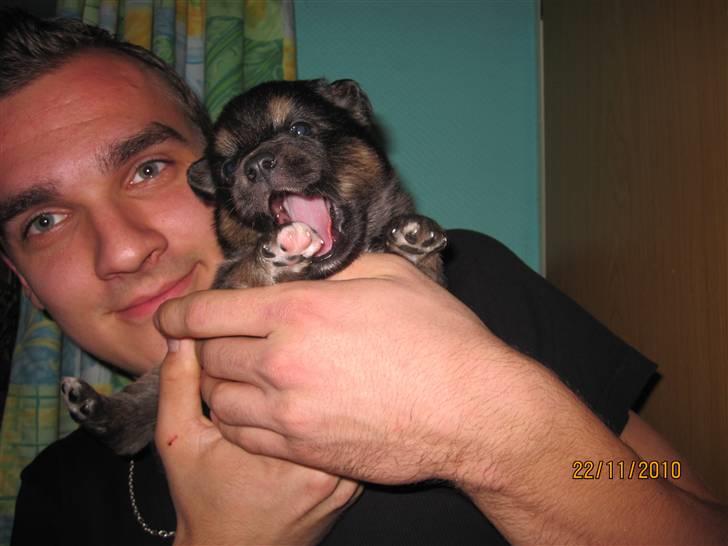 Finsk lapphund Theodor - 5 Uger billede 2