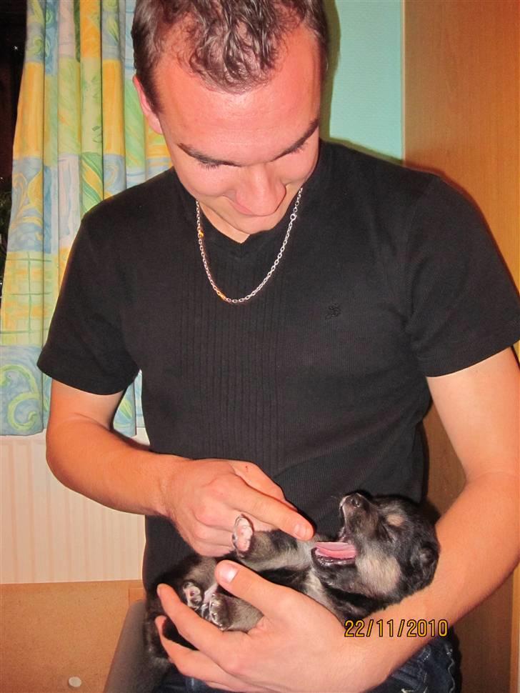 Finsk lapphund Theodor - faren ser sin dreng for første gang billede 3