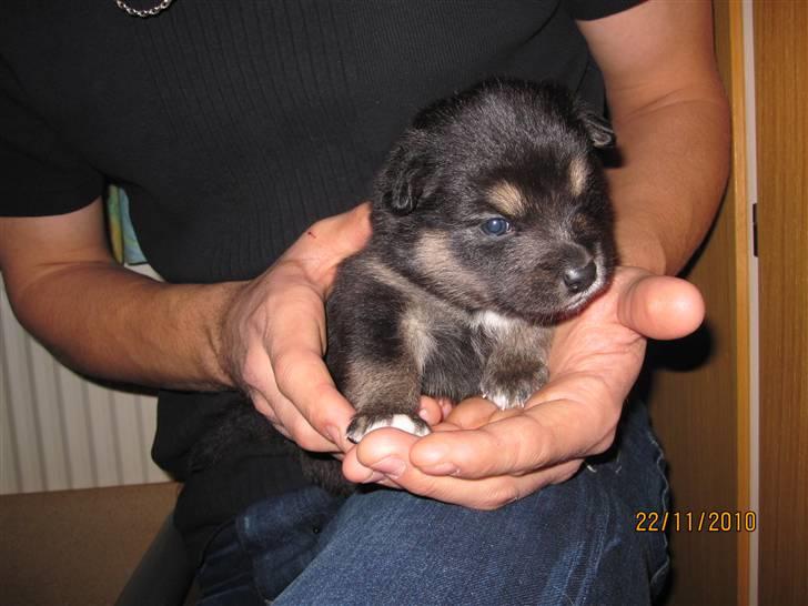 Finsk lapphund Theodor - 5 Uger billede 4