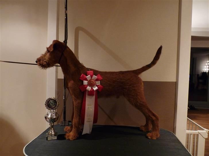 Irsk terrier Neville - BIs 1 Baby, DTK kreds 11, skue. billede 8