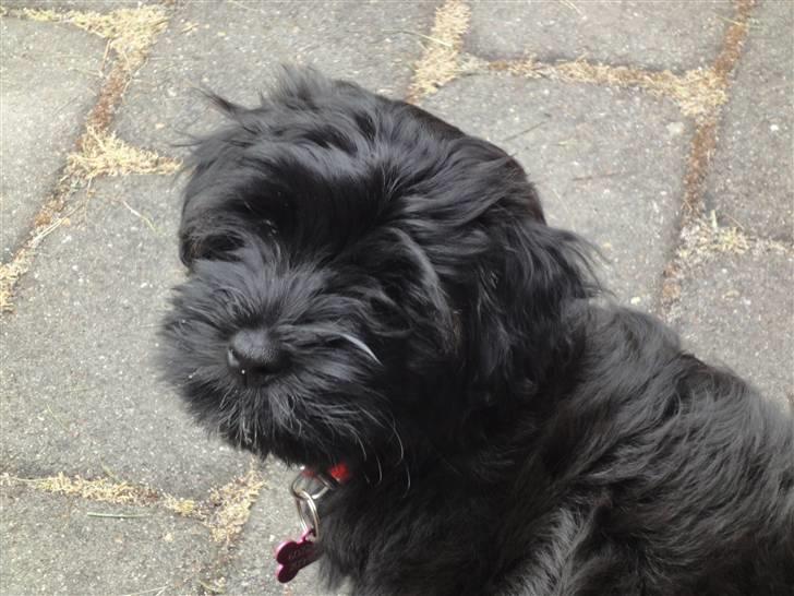 Bichon havanais Diva billede 1