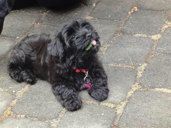 Bichon havanais Diva billede 2