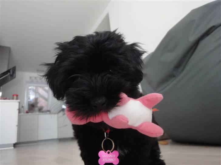 Bichon havanais Diva billede 3