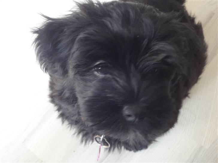 Bichon havanais Diva billede 4