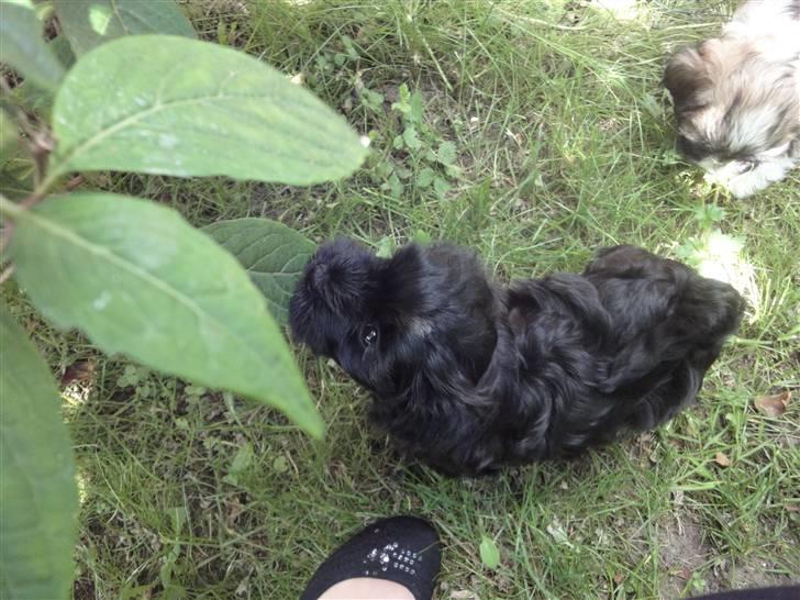 Bichon havanais Diva billede 5