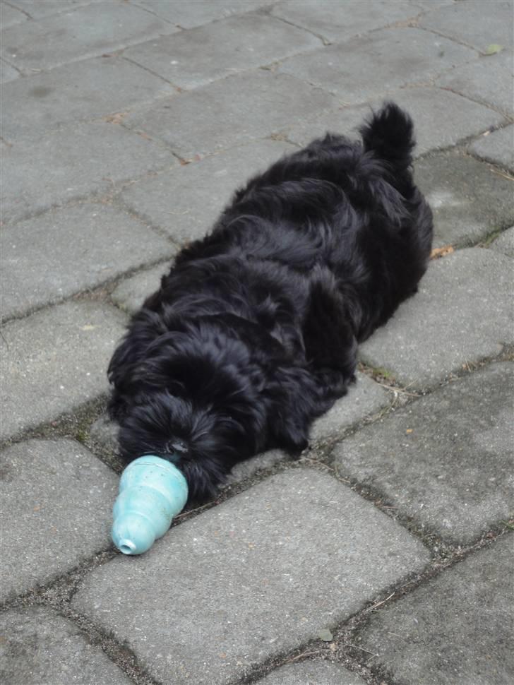 Bichon havanais Diva billede 7