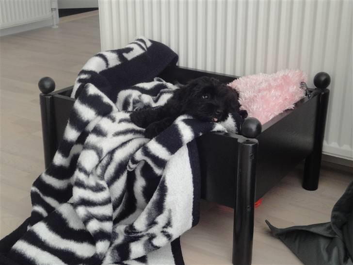 Bichon havanais Diva billede 8