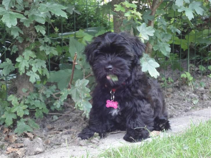 Bichon havanais Diva billede 9