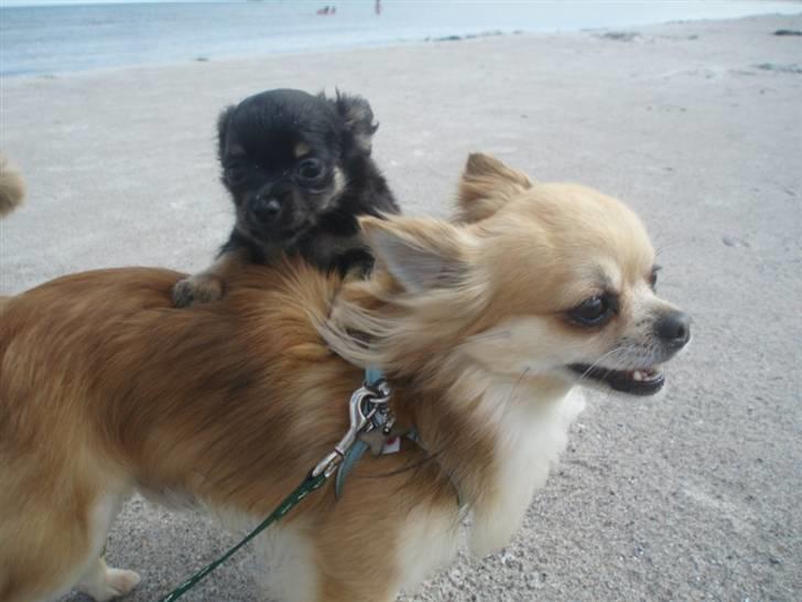 Chihuahua Balle-Balou - Sommer 2010. Balle med Kingly på stranden på Bornholm billede 13