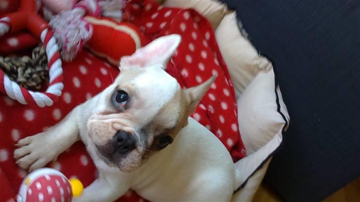 Fransk bulldog Kayla billede 1