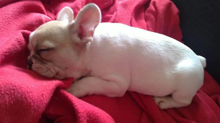 Fransk bulldog Kayla billede 2