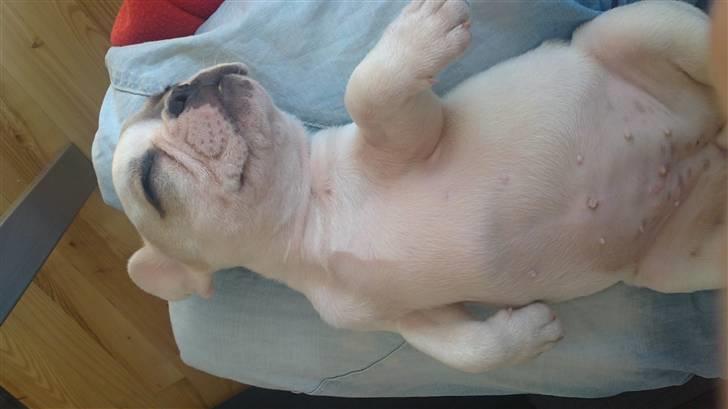 Fransk bulldog Kayla billede 3