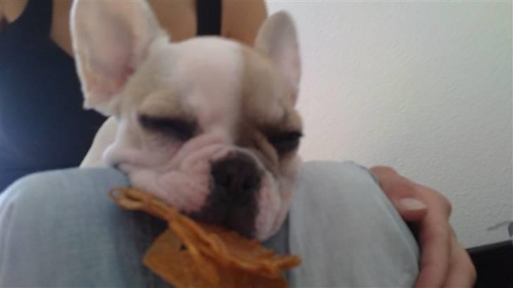 Fransk bulldog Kayla billede 4