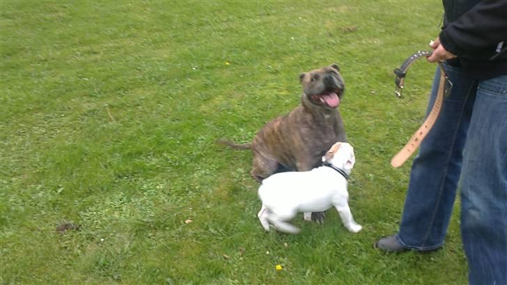 Fransk bulldog Kayla billede 5