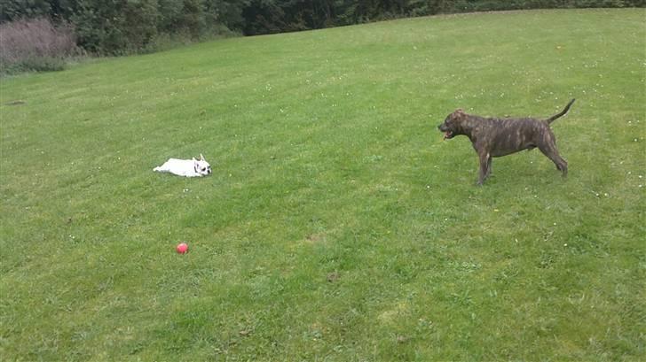 Fransk bulldog Kayla billede 6