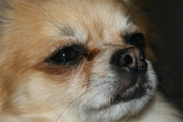 Chihuahua Balle-Balou - April 2010 billede 14