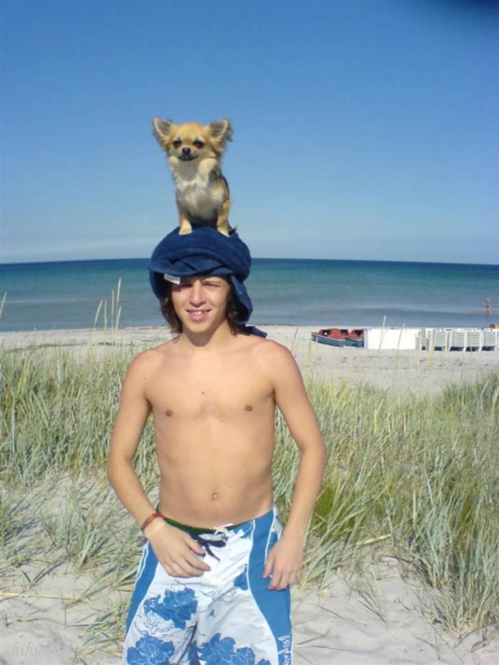 Chihuahua Balle-Balou - Balle 2007 på stranden på Bornholm billede 15