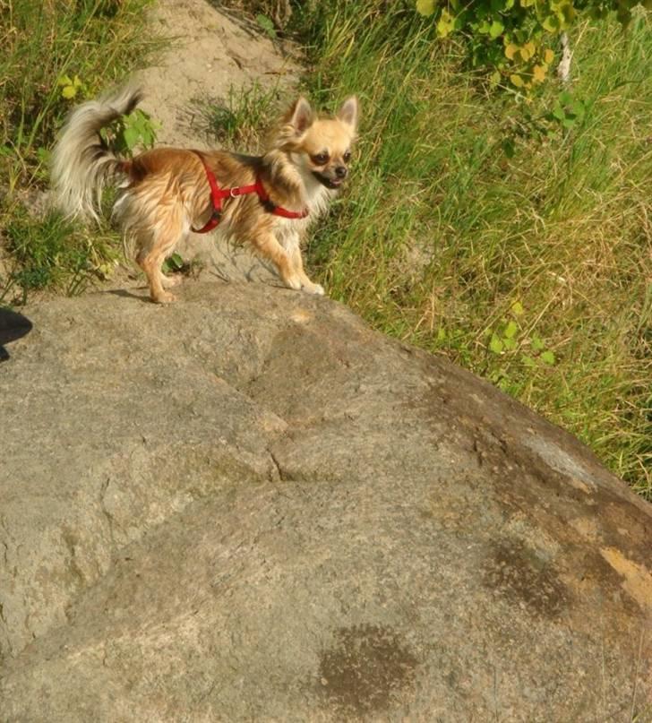 Chihuahua Balle-Balou - 2007, Bornholm billede 16