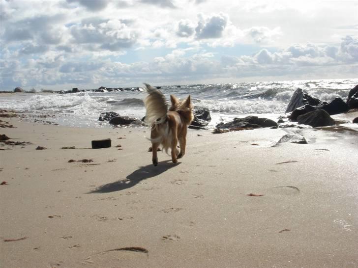 Chihuahua Balle-Balou - Bornholm billede 17