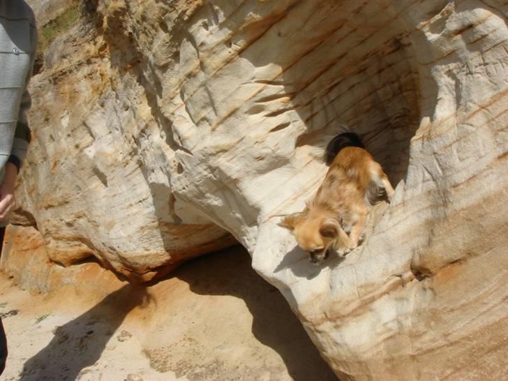 Chihuahua Balle-Balou - Bornholm billede 18