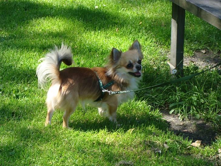 Chihuahua Balle-Balou - Forår 2009 billede 19