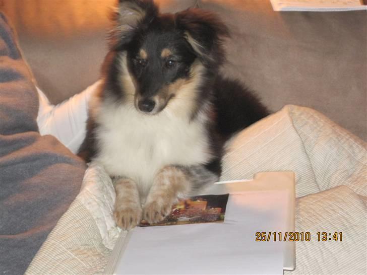 Shetland sheepdog Laika billede 1