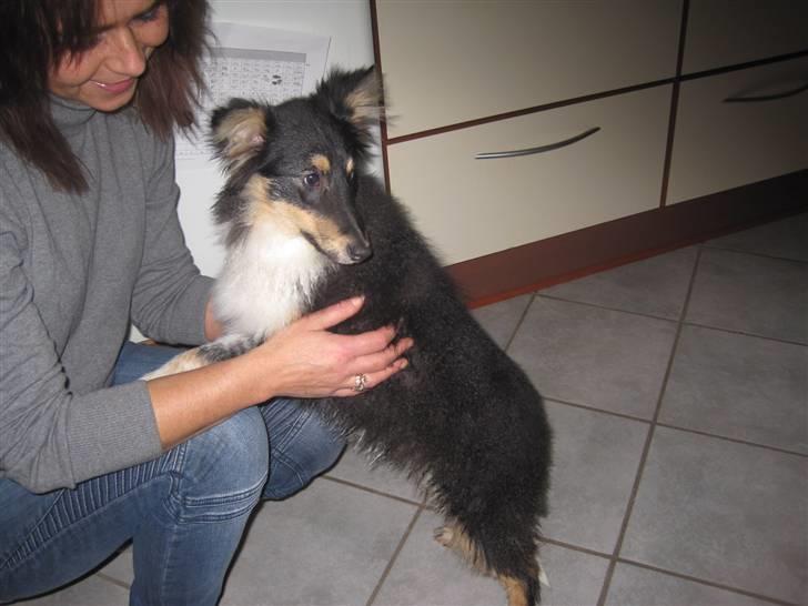 Shetland sheepdog Laika billede 2