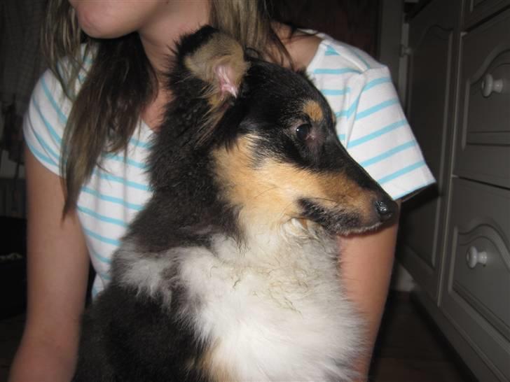 Shetland sheepdog Laika billede 3