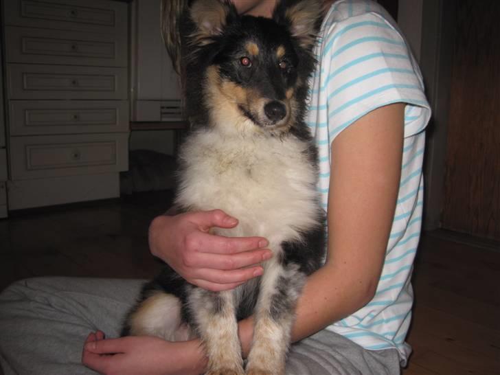 Shetland sheepdog Laika billede 4