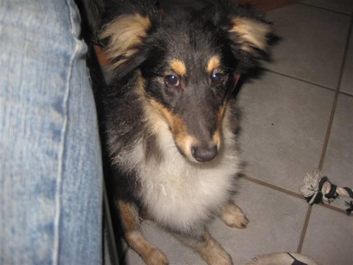 Shetland sheepdog Laika billede 5