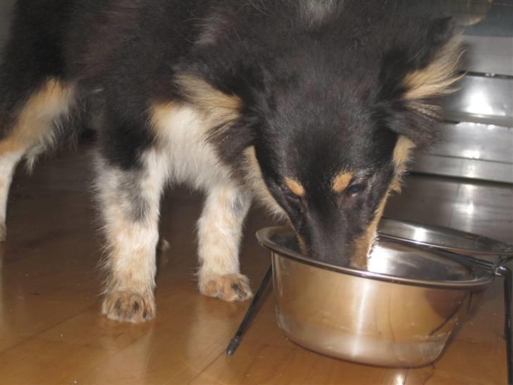 Shetland sheepdog Laika billede 6