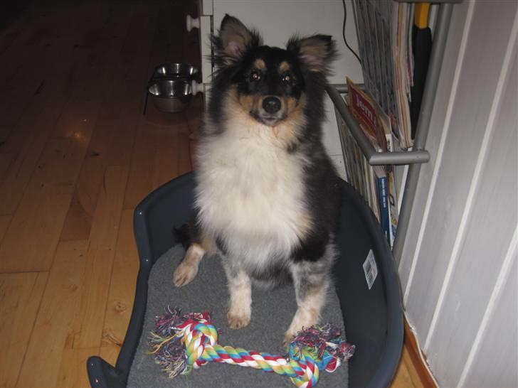 Shetland sheepdog Laika billede 7