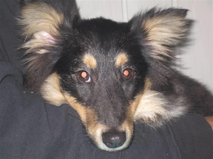 Shetland sheepdog Laika billede 8