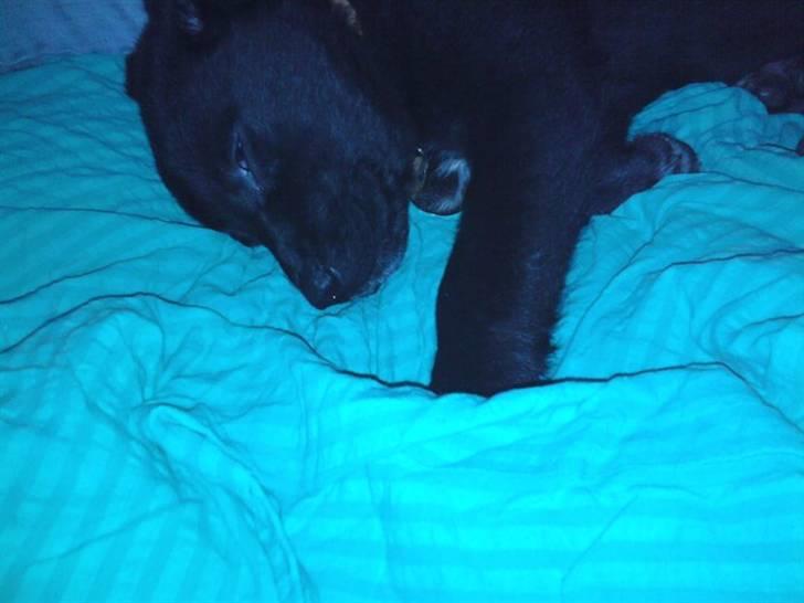 Blanding af racer Lotus - det er hårdt at være baby billede 9