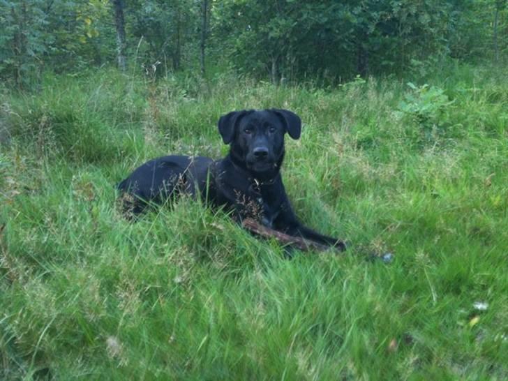 Blanding af racer Lotus - han prøver at gemme sig ude i hundeskoven.  billede 3