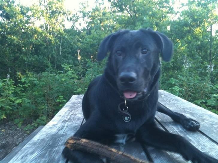 Blanding af racer Lotus - intet bedre end at ligge og hygge med en pind.  billede 4