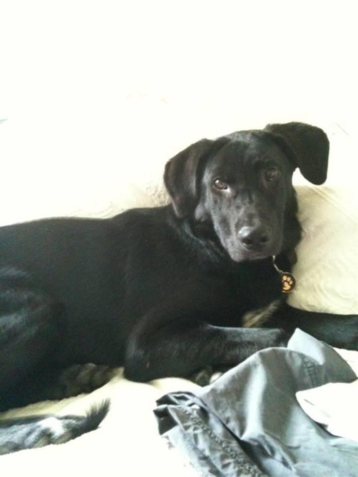 Blanding af racer Lotus - putte putte.  billede 5