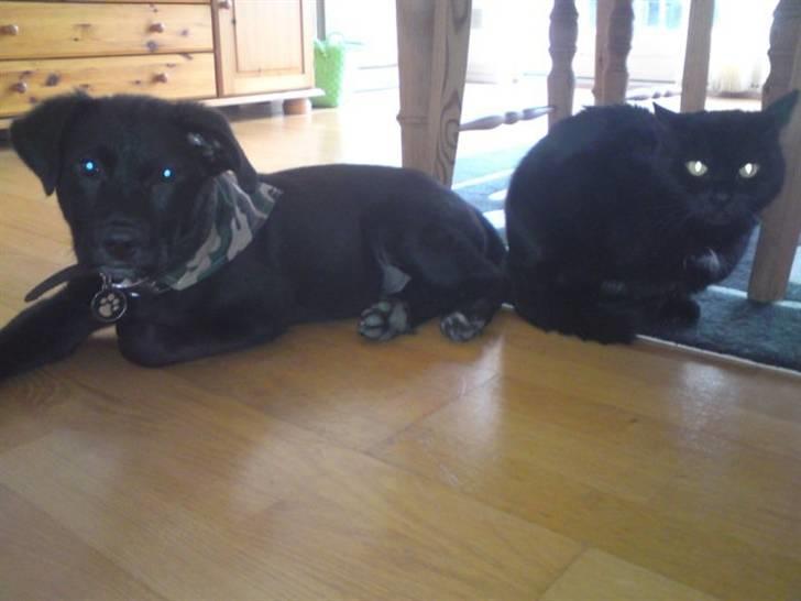 Blanding af racer Lotus - han var lille som lille :) billede 6