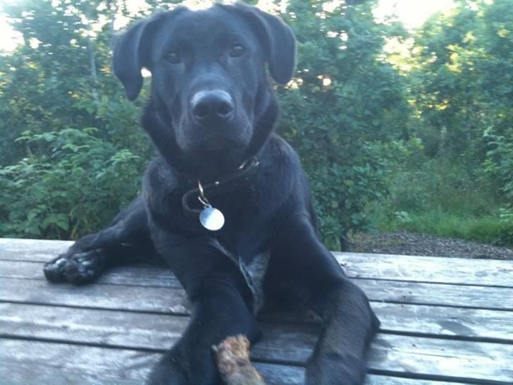 Blanding af racer Lotus - hundeskoven billede 7