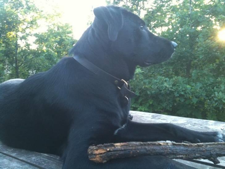 Blanding af racer Lotus - se hvor fin jeg er billede 8