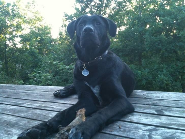 Blanding af racer Lotus - tror han har set en fugl.  billede 10