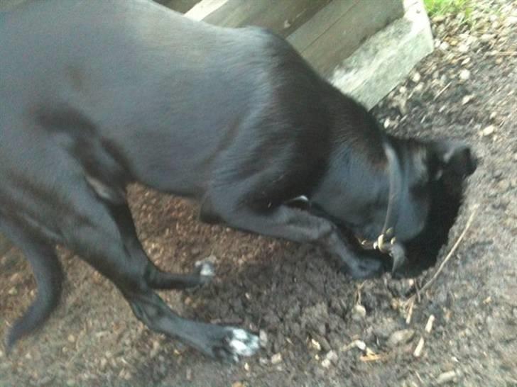 Blanding af racer Lotus - jeg elsker at være beskidt billede 11